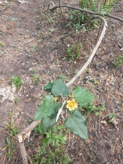 Wissadula parvifolia