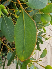 Eucalyptus angulosa, photograph author not stated, no rights reserved
