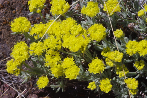 Eriogonum sphaerocephalum var. sphaerocephalum