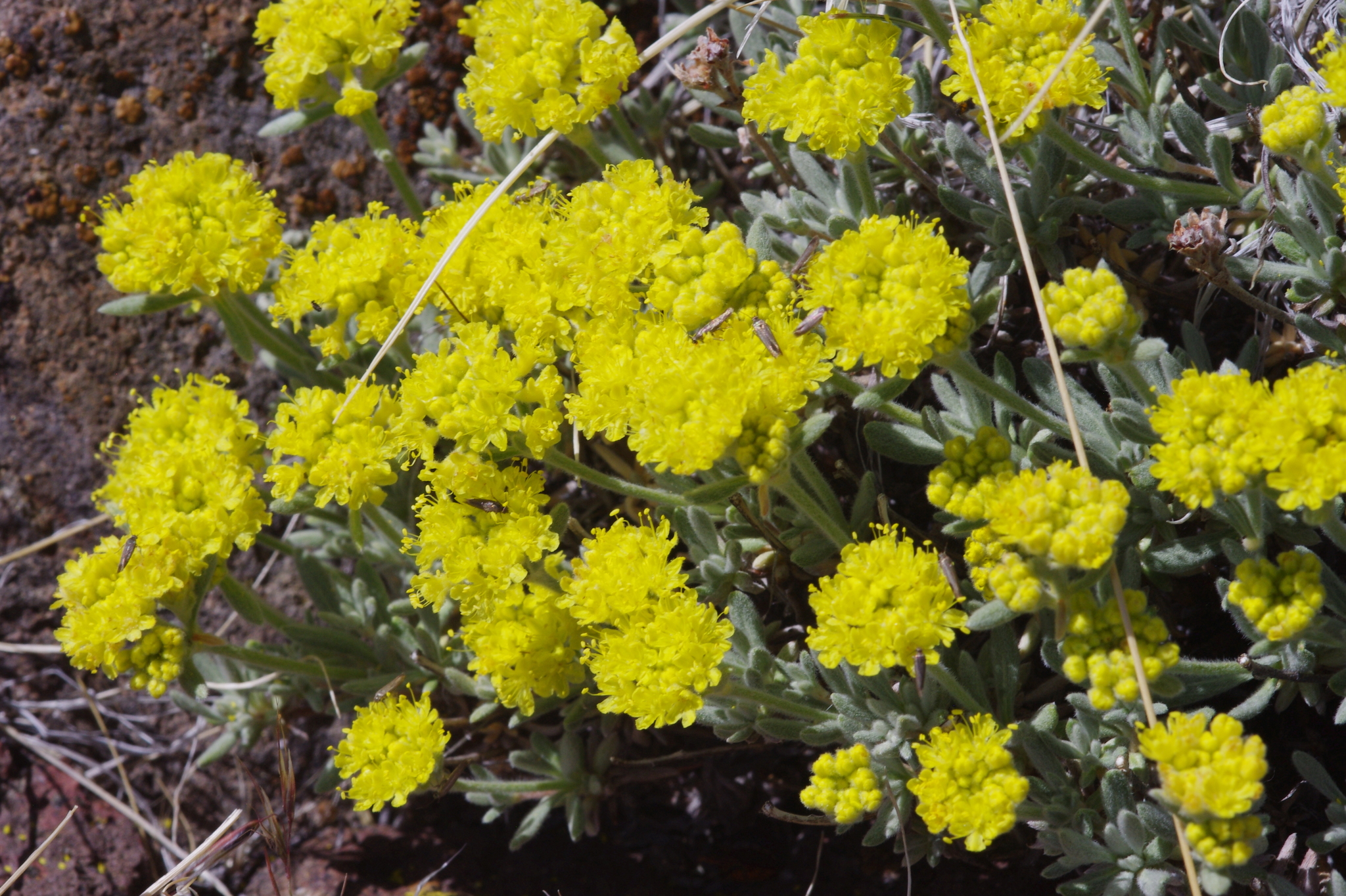 Eriogonum sphaerocephalum var. sphaerocephalum