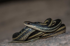 Thamnosophis lateralis