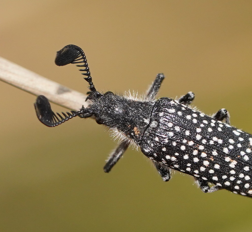 Rhipicera reichei