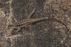 Oplurus quadrimaculatus
