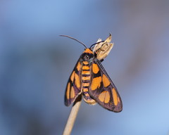 Amata aperta