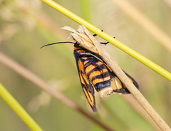 Amata aperta