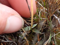 Zoto plant (Zotovia)