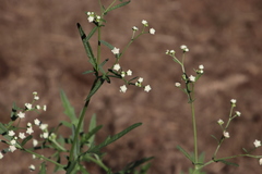 Parthenium hysterophorus image