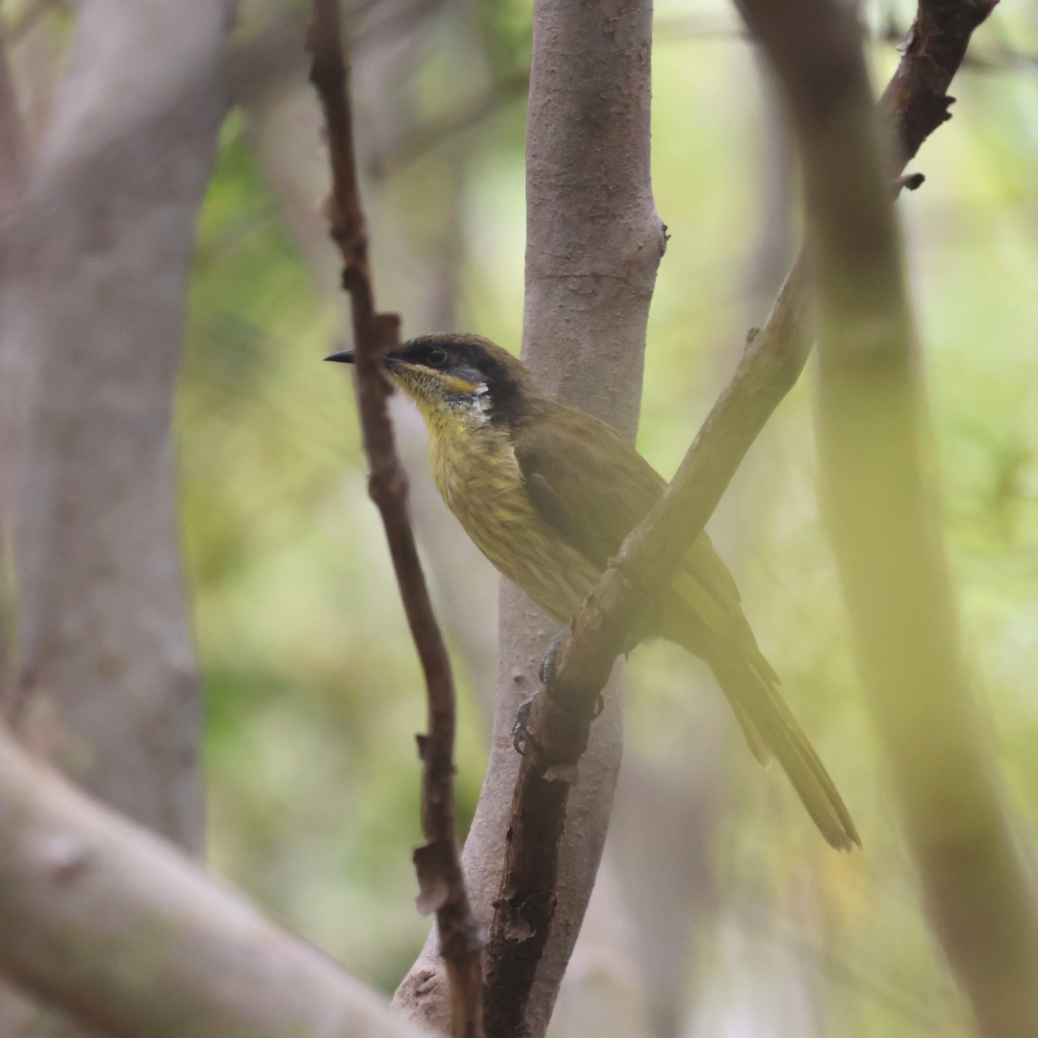 Varied Honeyeater (Gavicalis versicolor), photo 6