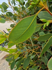 Eucalyptus angulosa, photograph author not stated, no rights reserved