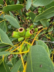 Eucalyptus angulosa, photograph author not stated, no rights reserved