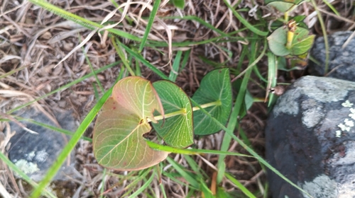 Hypericum connatum