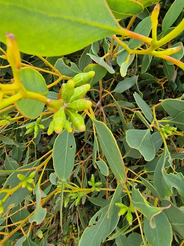 Eucalyptus angulosa, photograph 5