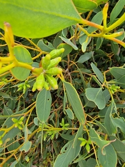 Eucalyptus angulosa, photograph author not stated, no rights reserved