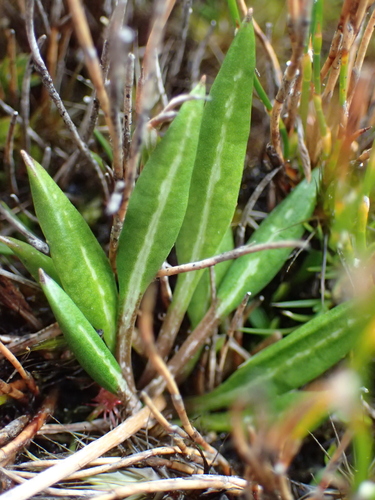 Celmisia alpina, photograph 3