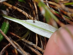 Celmisia alpina