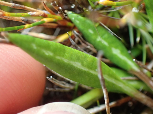 Celmisia alpina, photograph 2