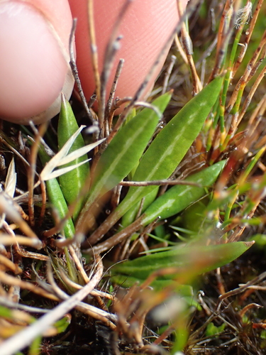 Celmisia alpina, photograph 1