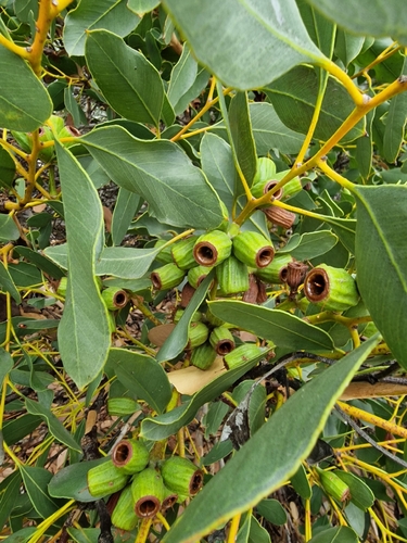 Eucalyptus angulosa, photograph 6