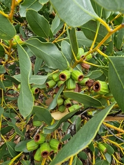 Eucalyptus angulosa, photograph author not stated, no rights reserved