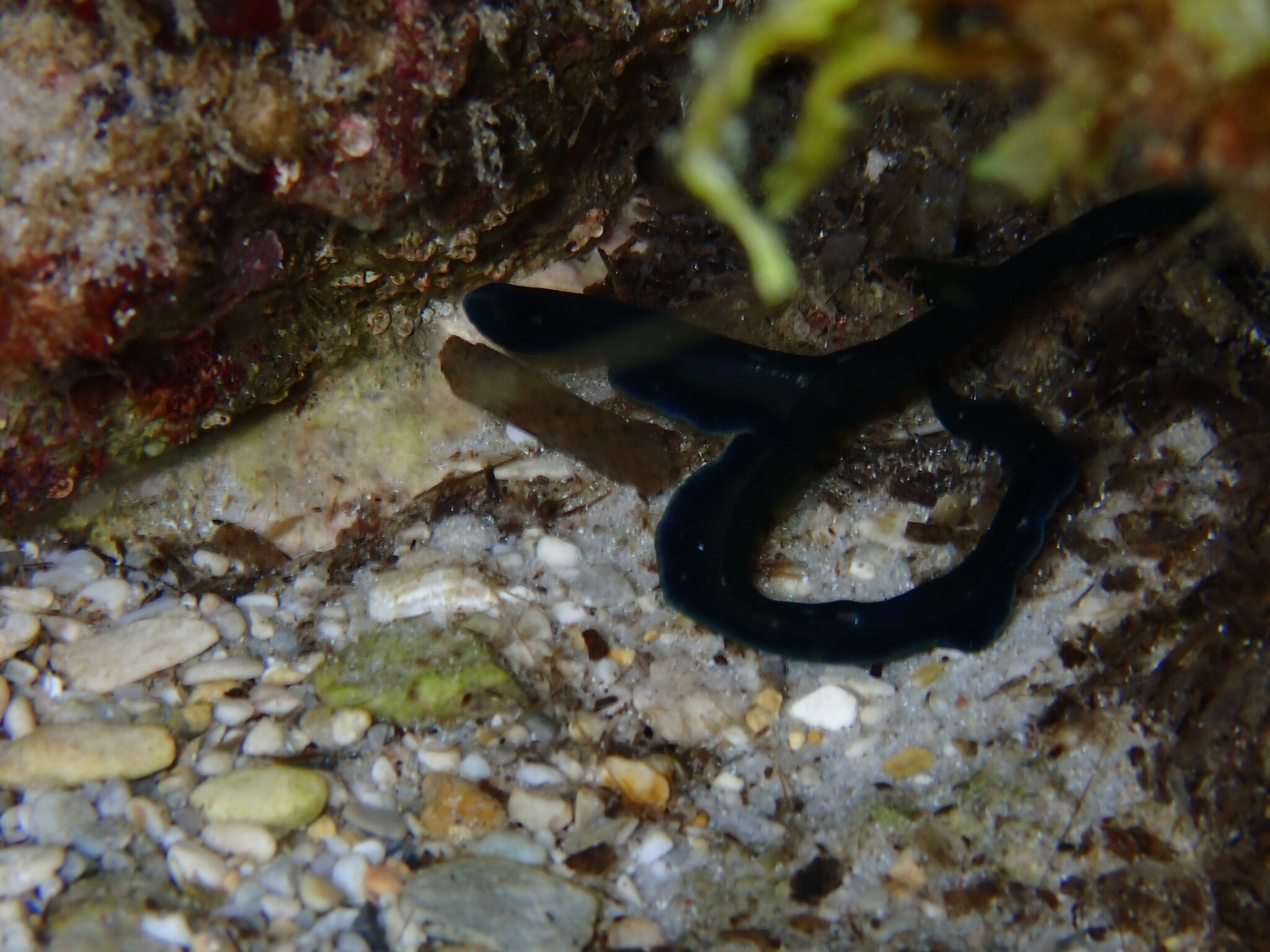 Bonellia viridis Rolando, 1822