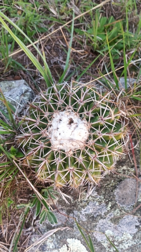 Parodia erinaceus