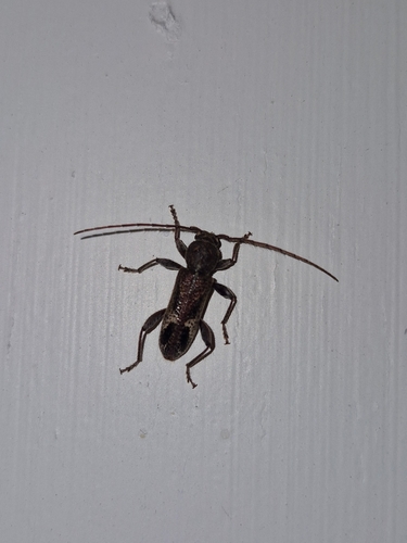 Phacodes personatus