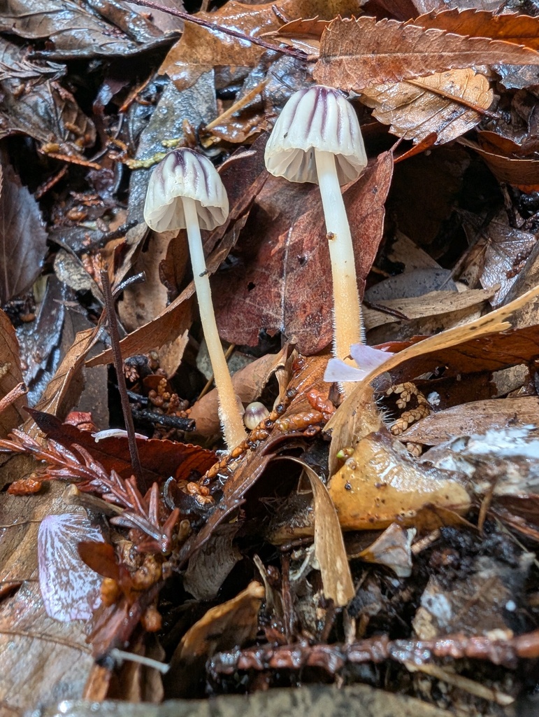 Marasmius purpureostriatus · April 2026 · photo: © atsushi_nakajima_cirque (iNaturalist, cc-by)