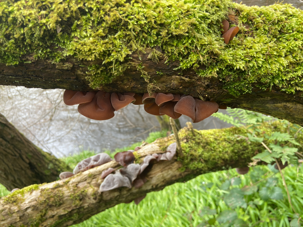 Auricularia auricula-judae · April 2026 · photo: © ginobrignoli (iNaturalist, cc0)