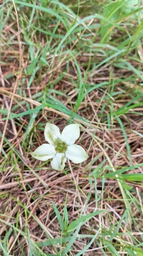 Rosarun (Jaborosa runcinata)
