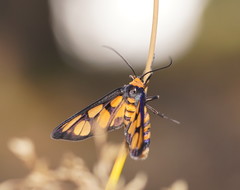 Amata aperta