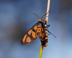 Amata aperta