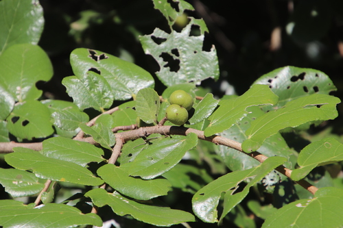 Grewia hexamita image