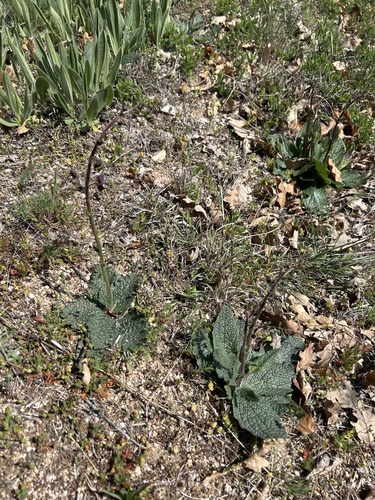 Purple Mullein (Verbascum phoeniceum)