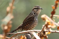 Campylorhynchus jocosus