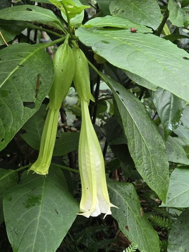 Brugmansia suaveolens