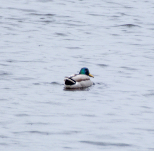 Mallard