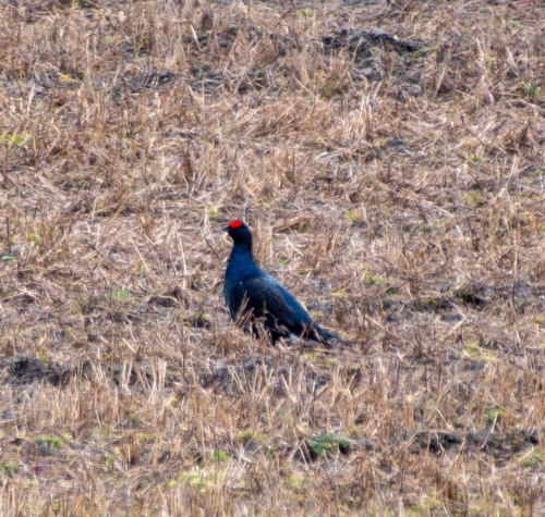 Black Grouse