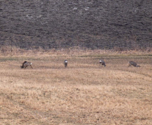 Western Roe Deer