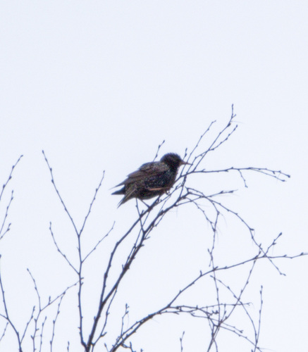 European Starling