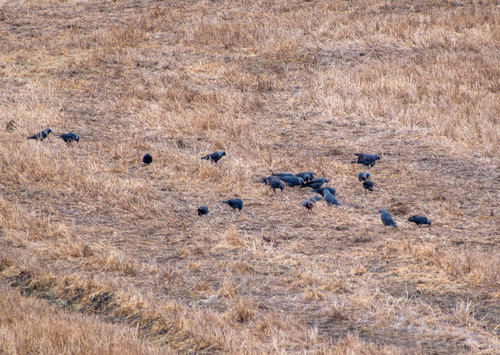 Eurasian Jackdaw