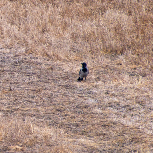Hooded Crow