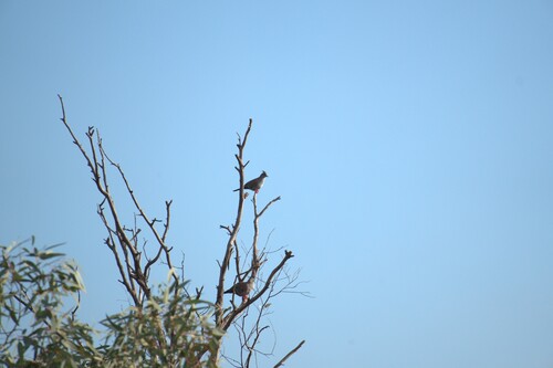 Crested Pigeon
