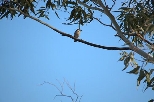 Singing Honeyeater