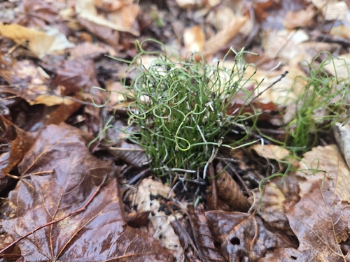 dwarf horsetail (Equisetum scirpoides)