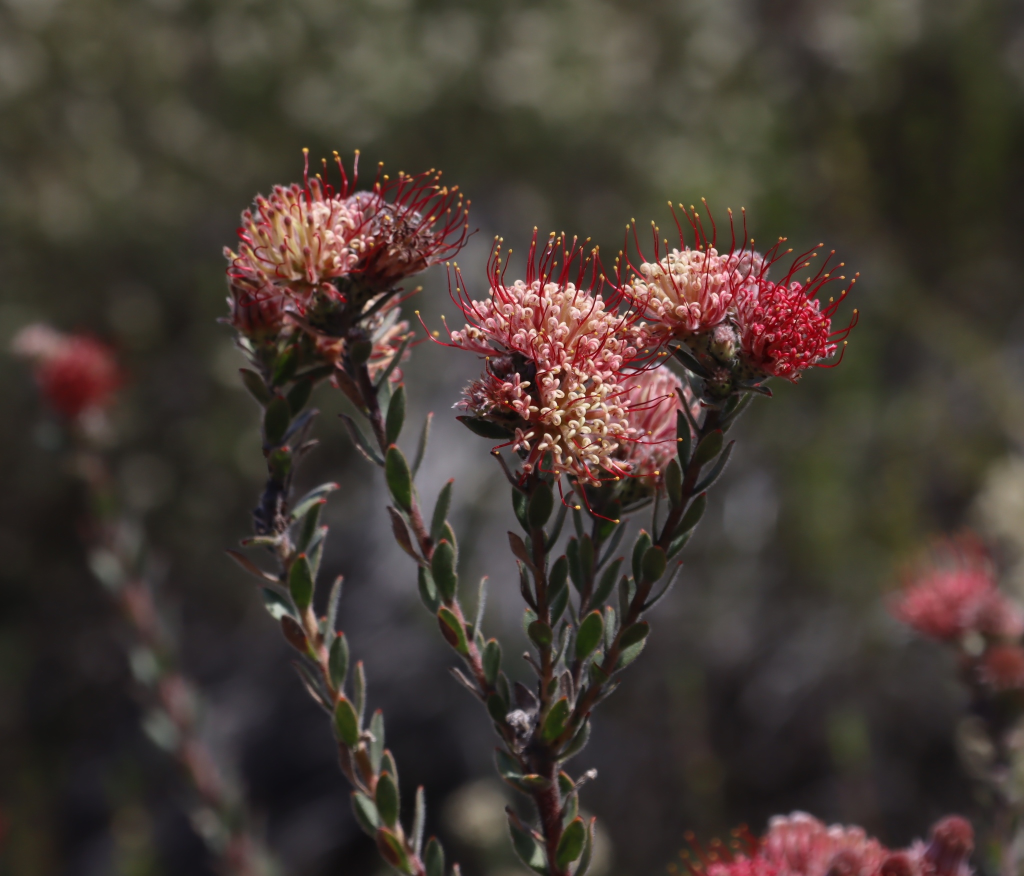 Arid Pincushion (Leucospermum calligerum)