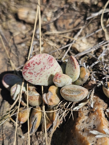 Adromischus umbraticola