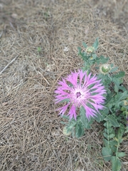 Centaurea polyacantha