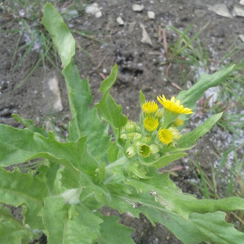 Marsh Fleawort (Tephroseris palustris)