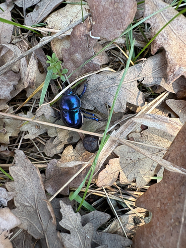 Springtime Dung Beetle