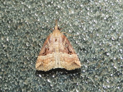Hypena rostralis